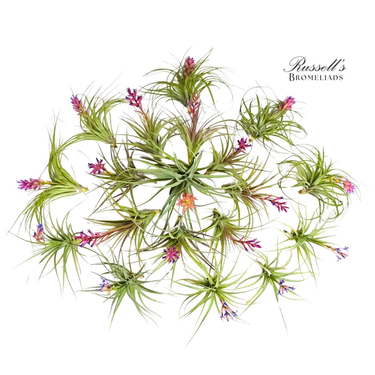 BLOOM ASSORTMENT