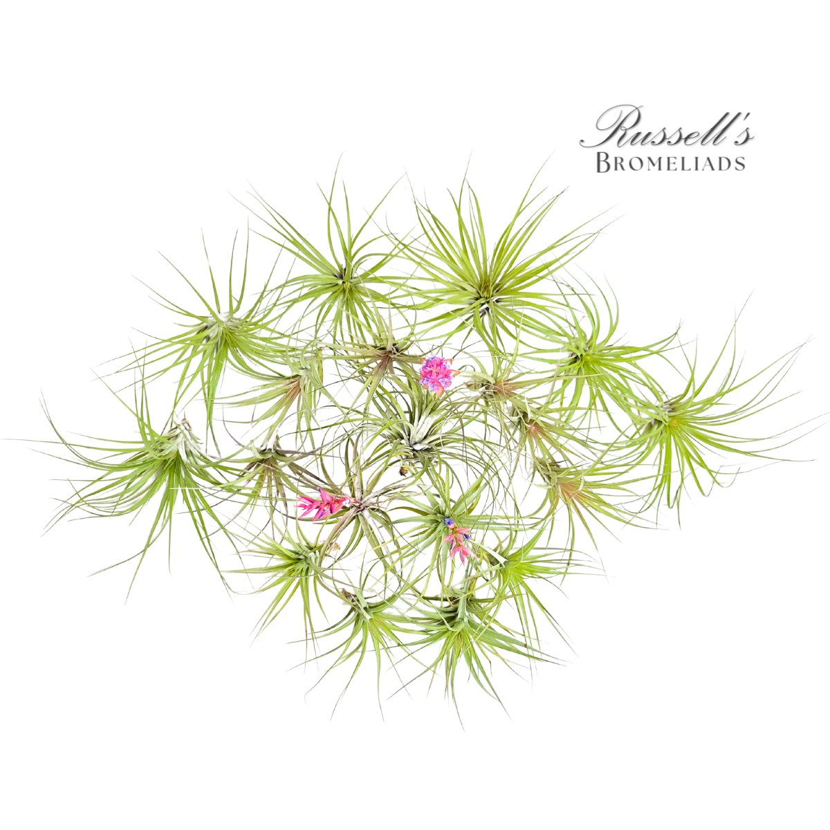 BLOOM ASSORTMENT