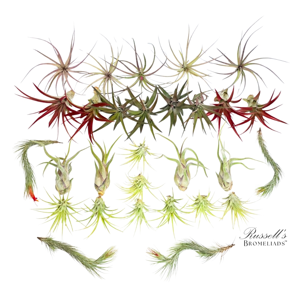DELUXE AIR PLANT ASSORTMENT
