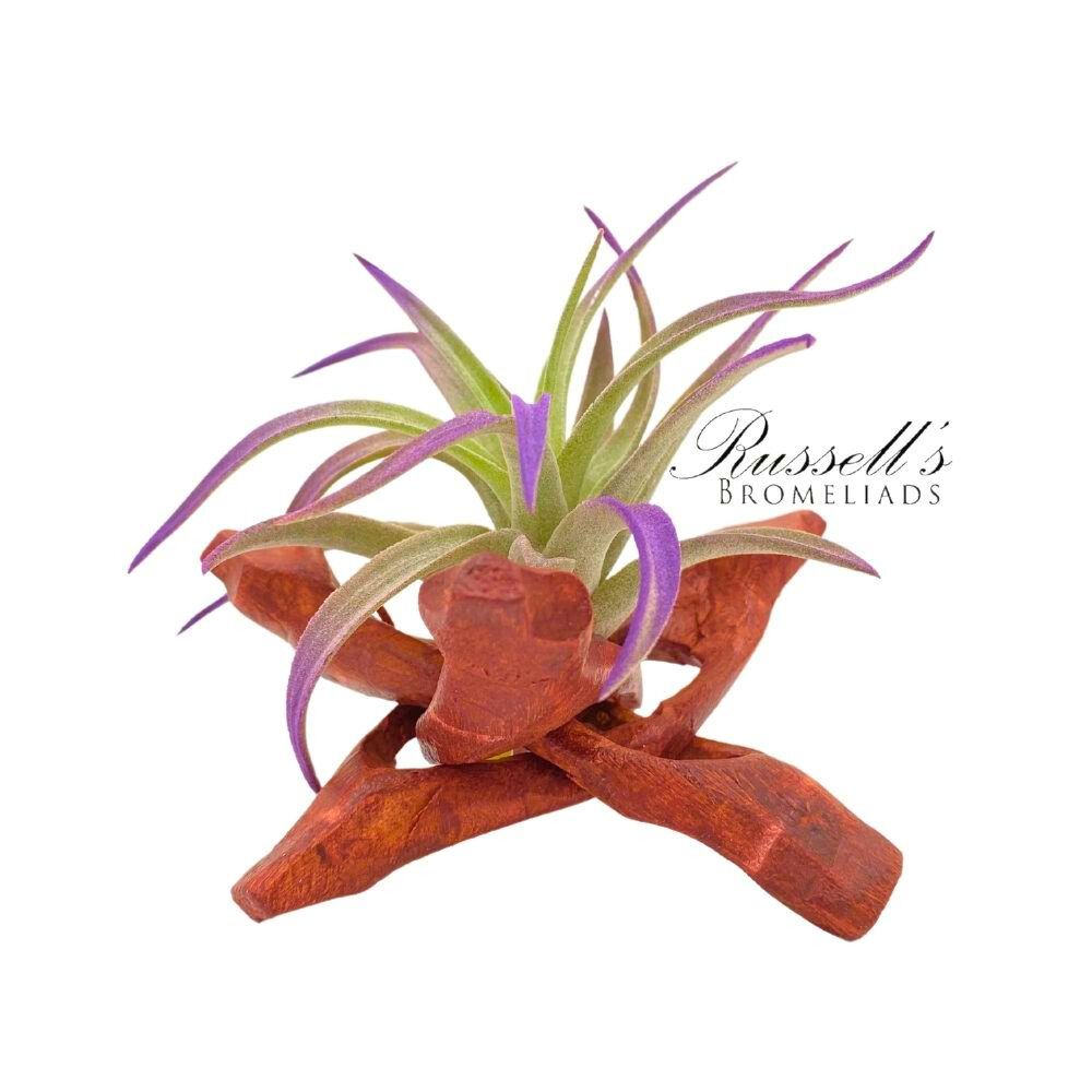 4" TILLANDSIA BONFIRE STAND