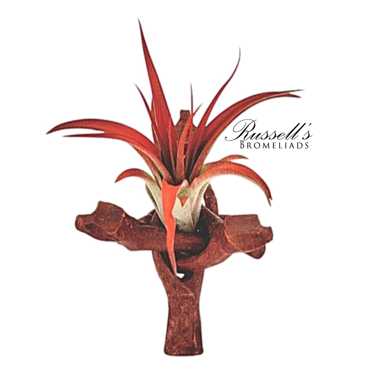 4" TILLANDSIA BONFIRE STAND