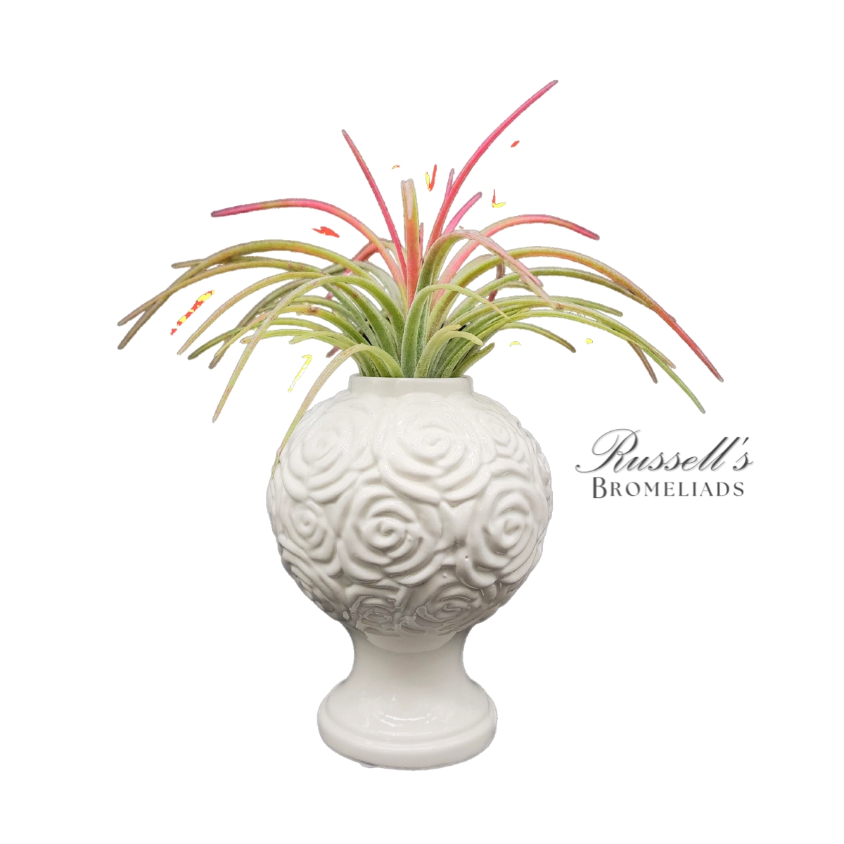 7" BLOOMING CHALICE