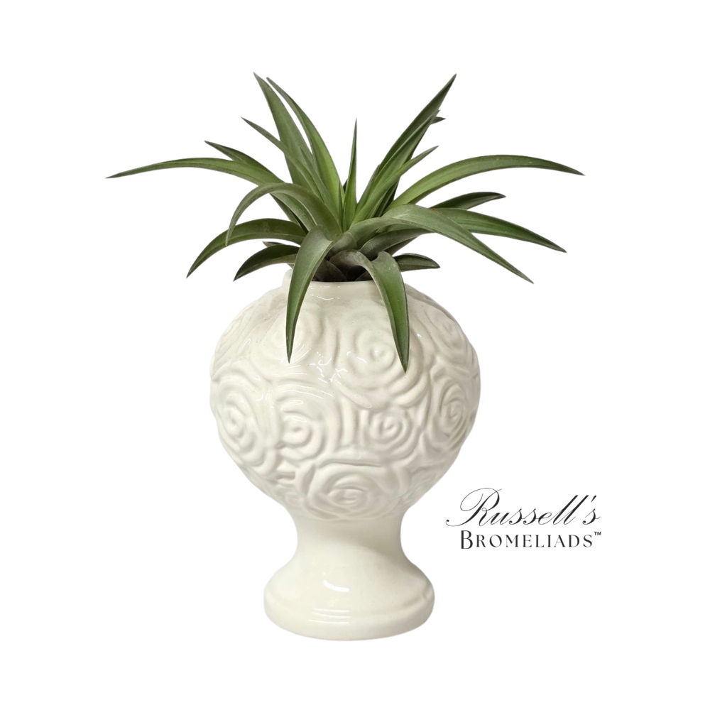 7" BLOOMING CHALICE