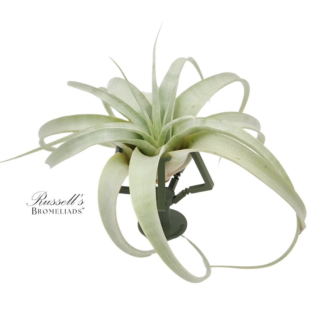 BOUQUET BOOSTER - FLEXI-GRIP™ WITH MINI XERO