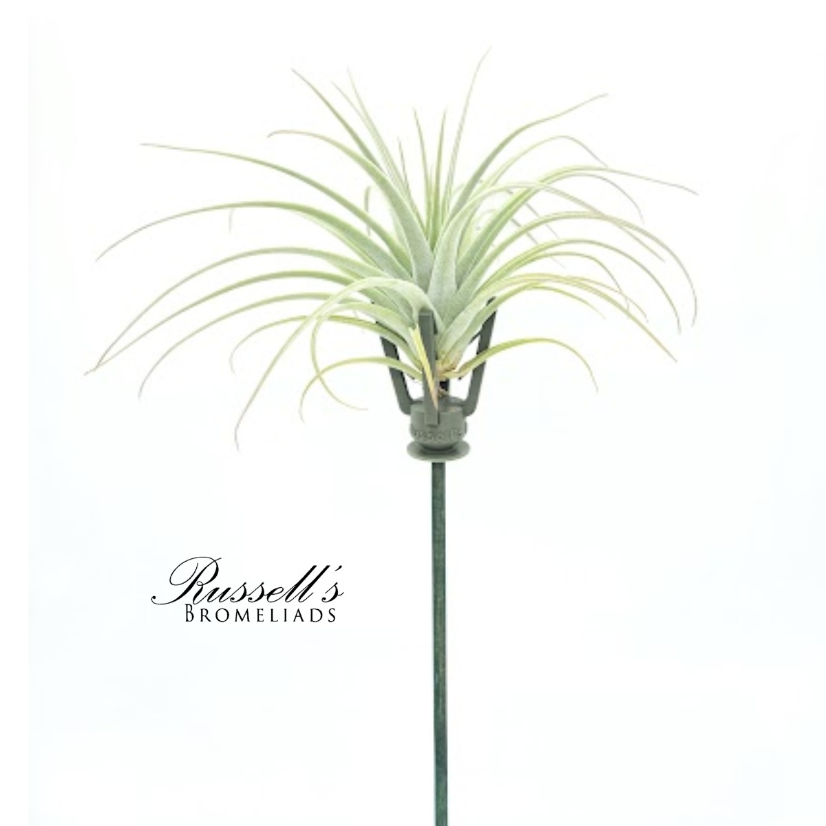 BOUQUET BOOSTER - GRIPPER™ WITH AIR PLANT
