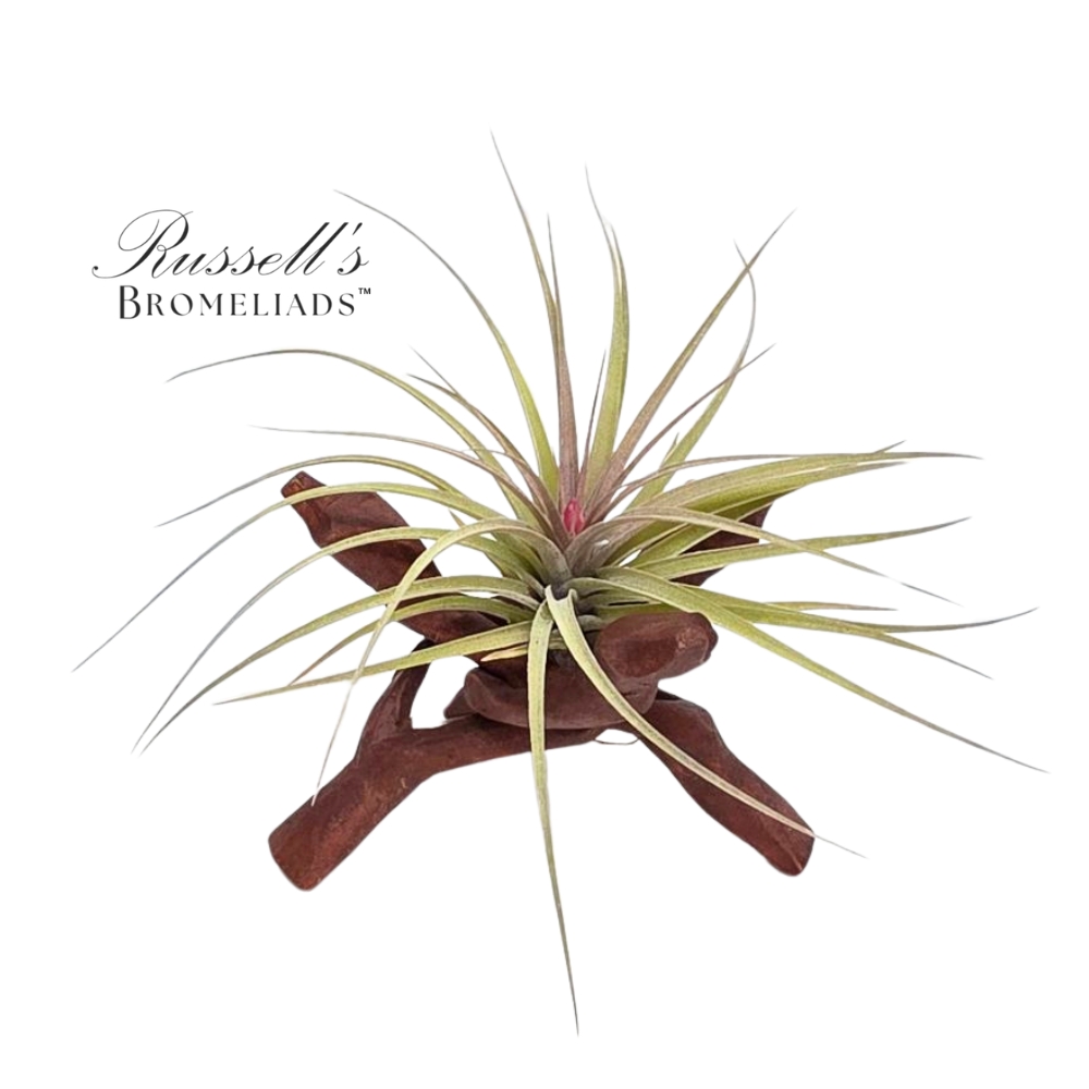 6" TILLANDSIA BONFIRE STAND