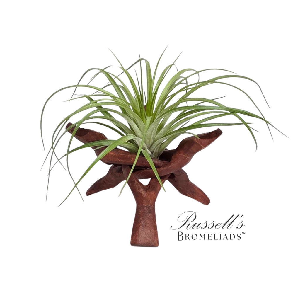 6" TILLANDSIA BONFIRE STAND