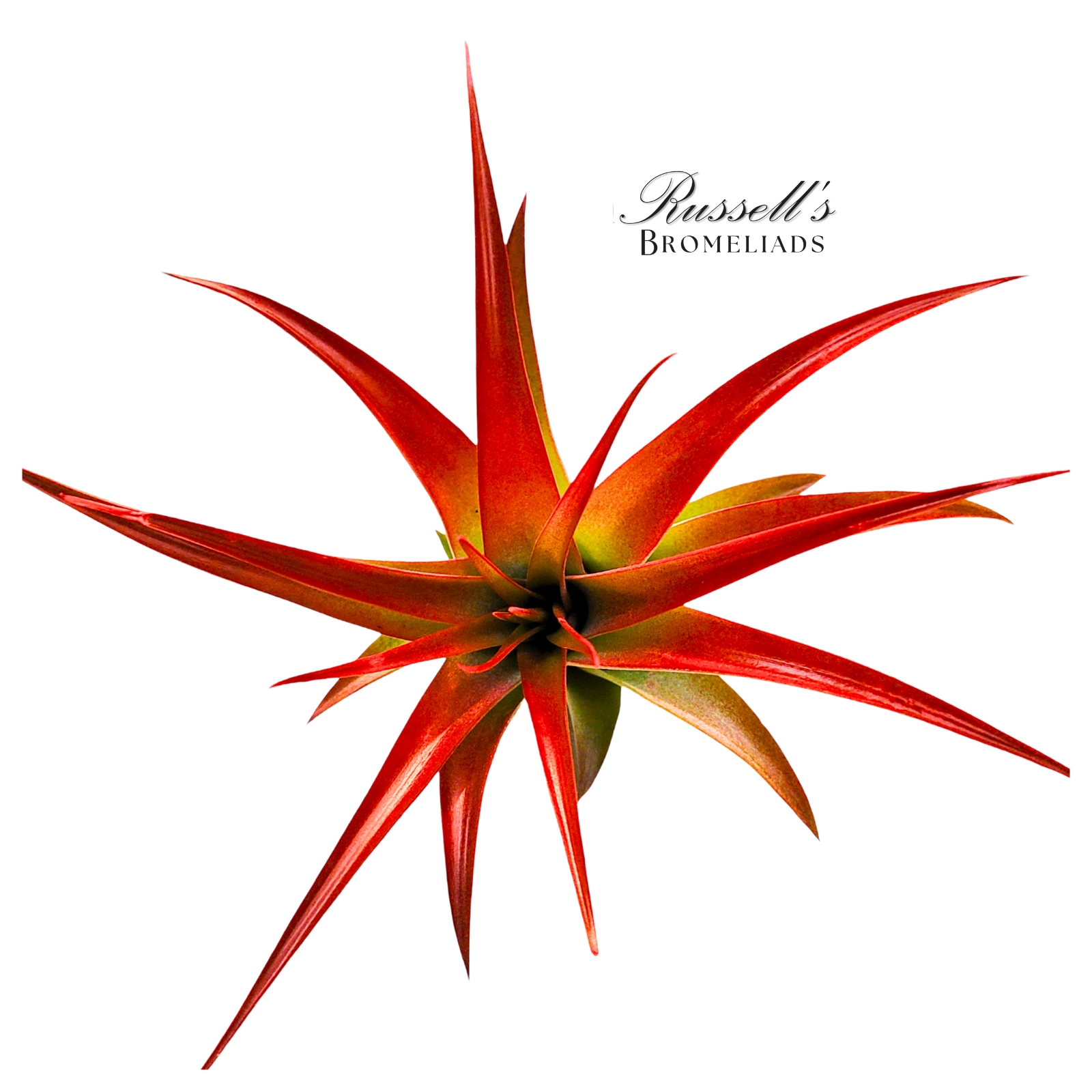 ABDITA PREMIUM HYB., 3-5"