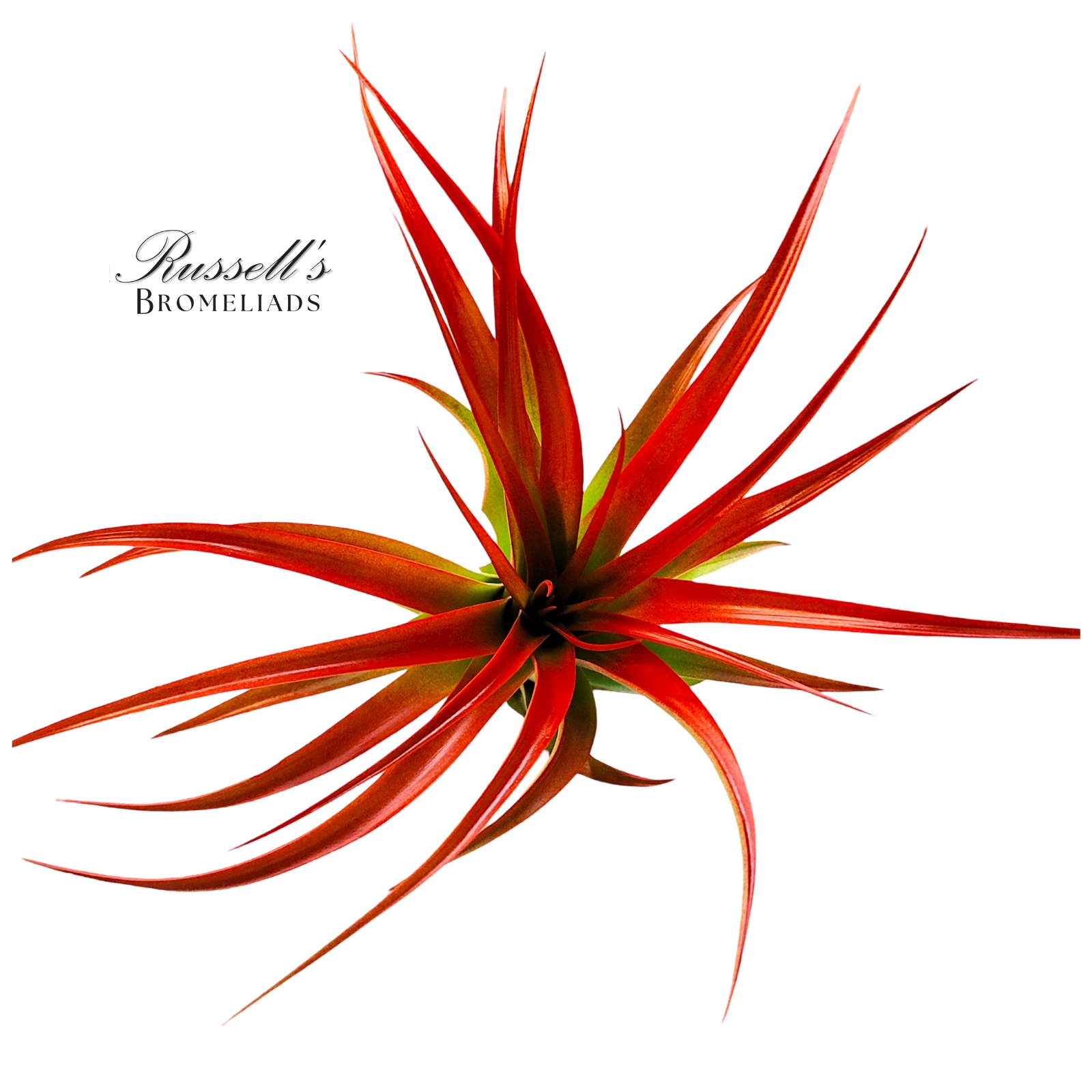 ABDITA PREMIUM HYB., 5-7"