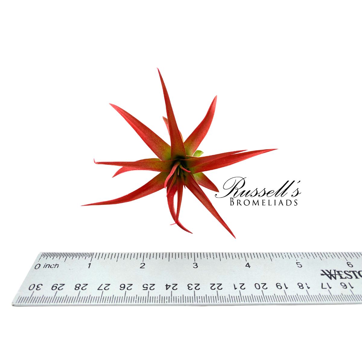 ABDITA V. BRACH, 2-3"