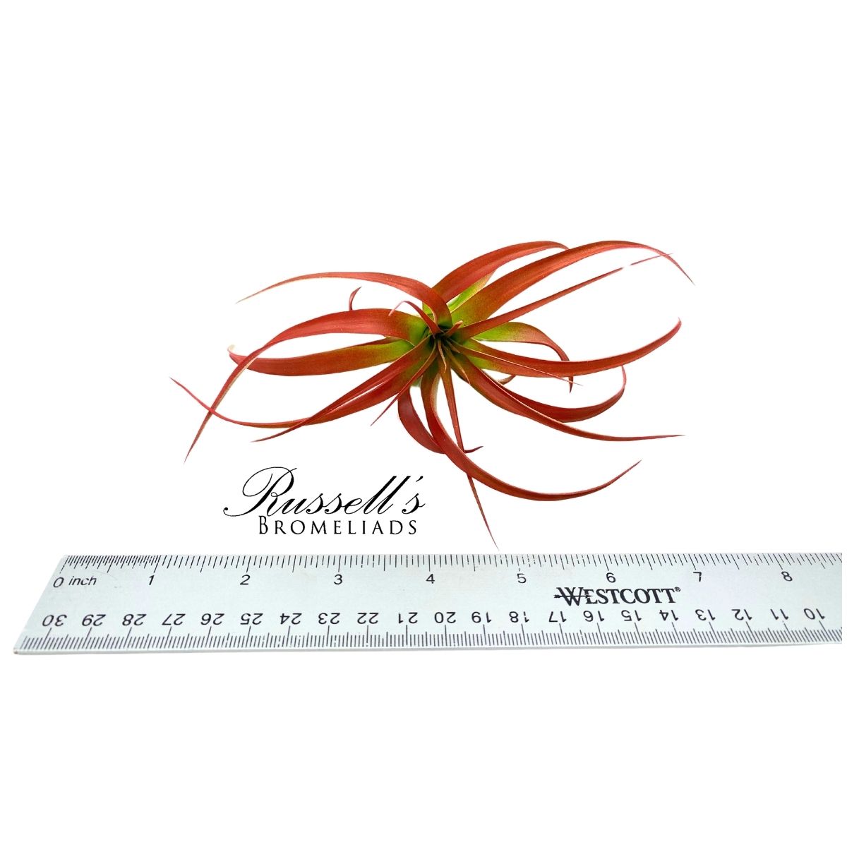 ABDITA V. BRACH, 3-5"