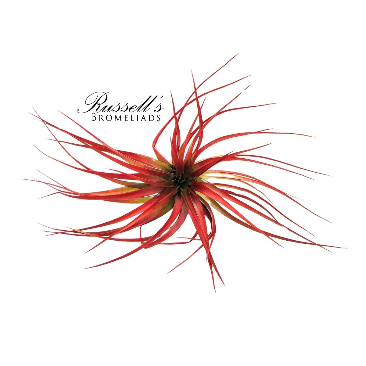 ABDITA V. BRACH, 5-7"