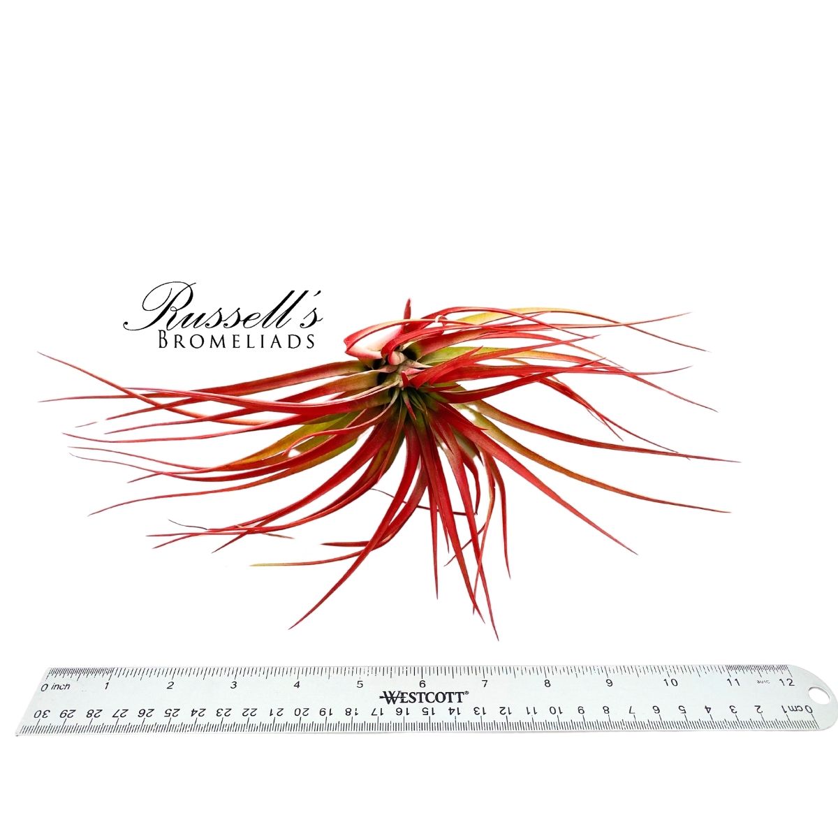 ABDITA V. BRACH, 5-7"