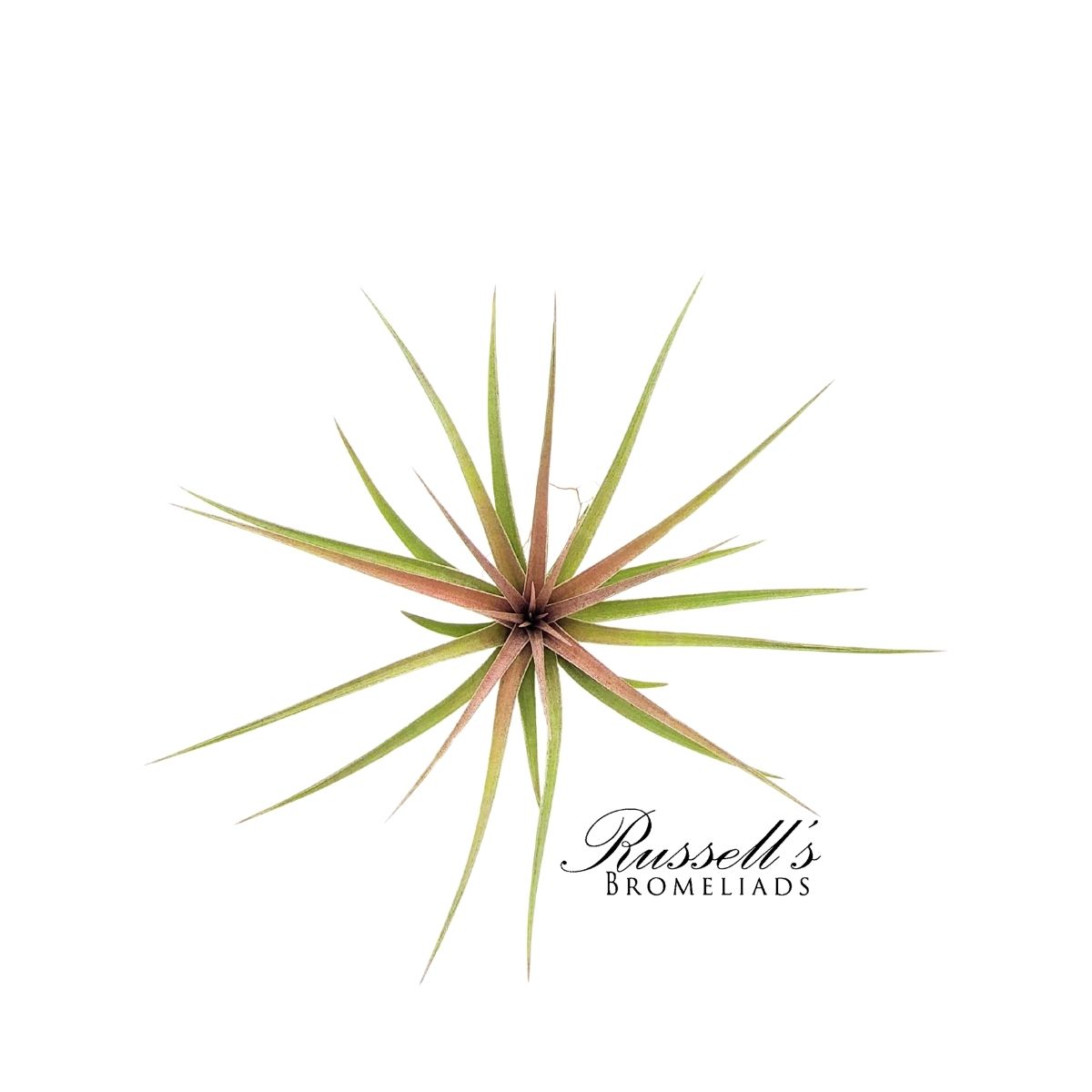 AERANTHOS STRICTA (HYB.), 4-5"