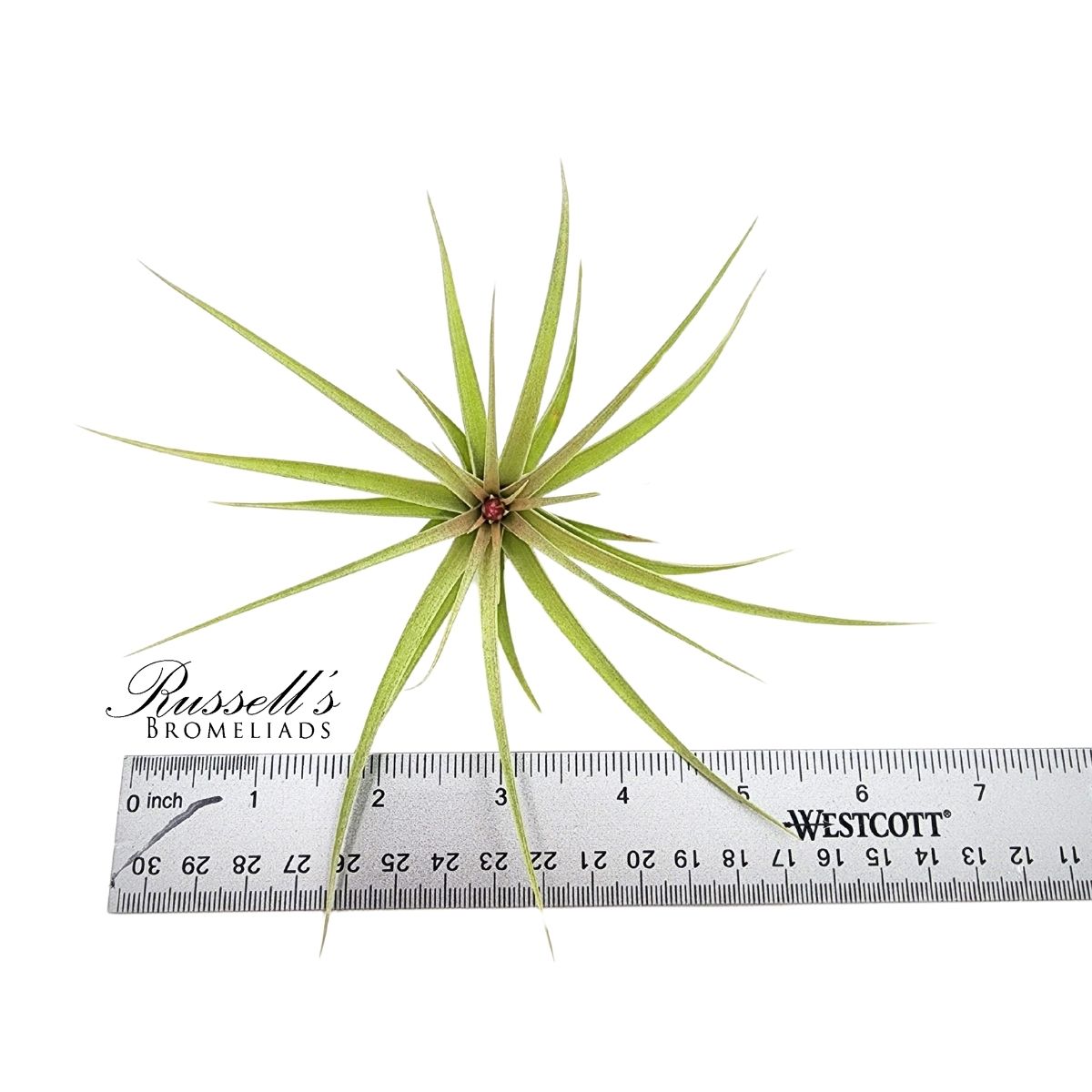 AERANTHOS STRICTA (HYB.), 4-5"