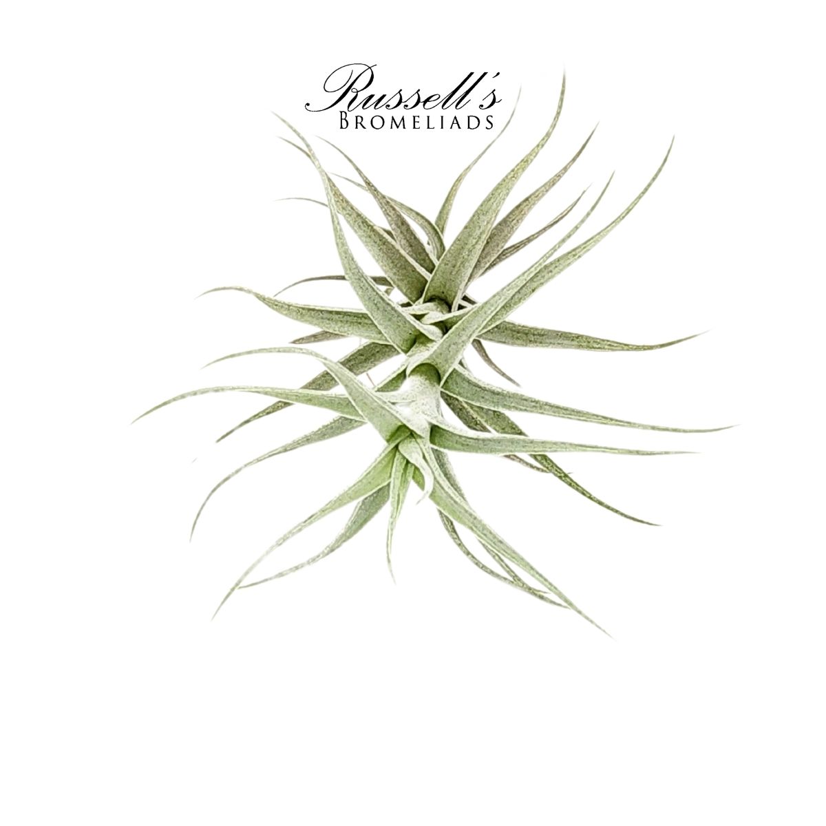 ALBIDA V. MINOR, 3-5"