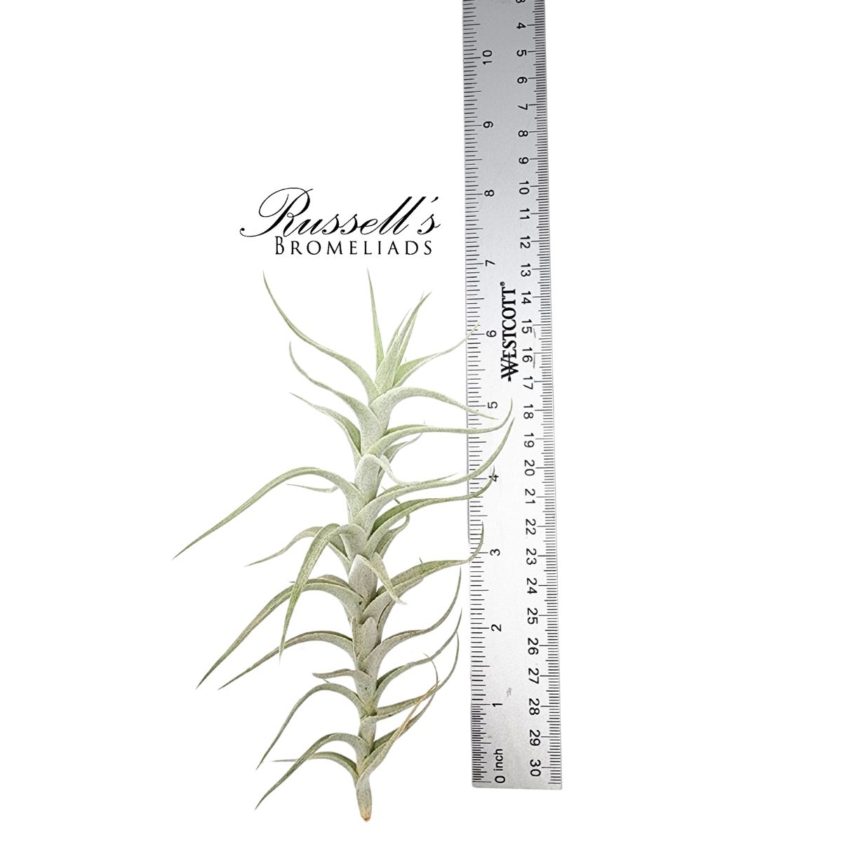 ALBIDA V. MINOR, 3-5"