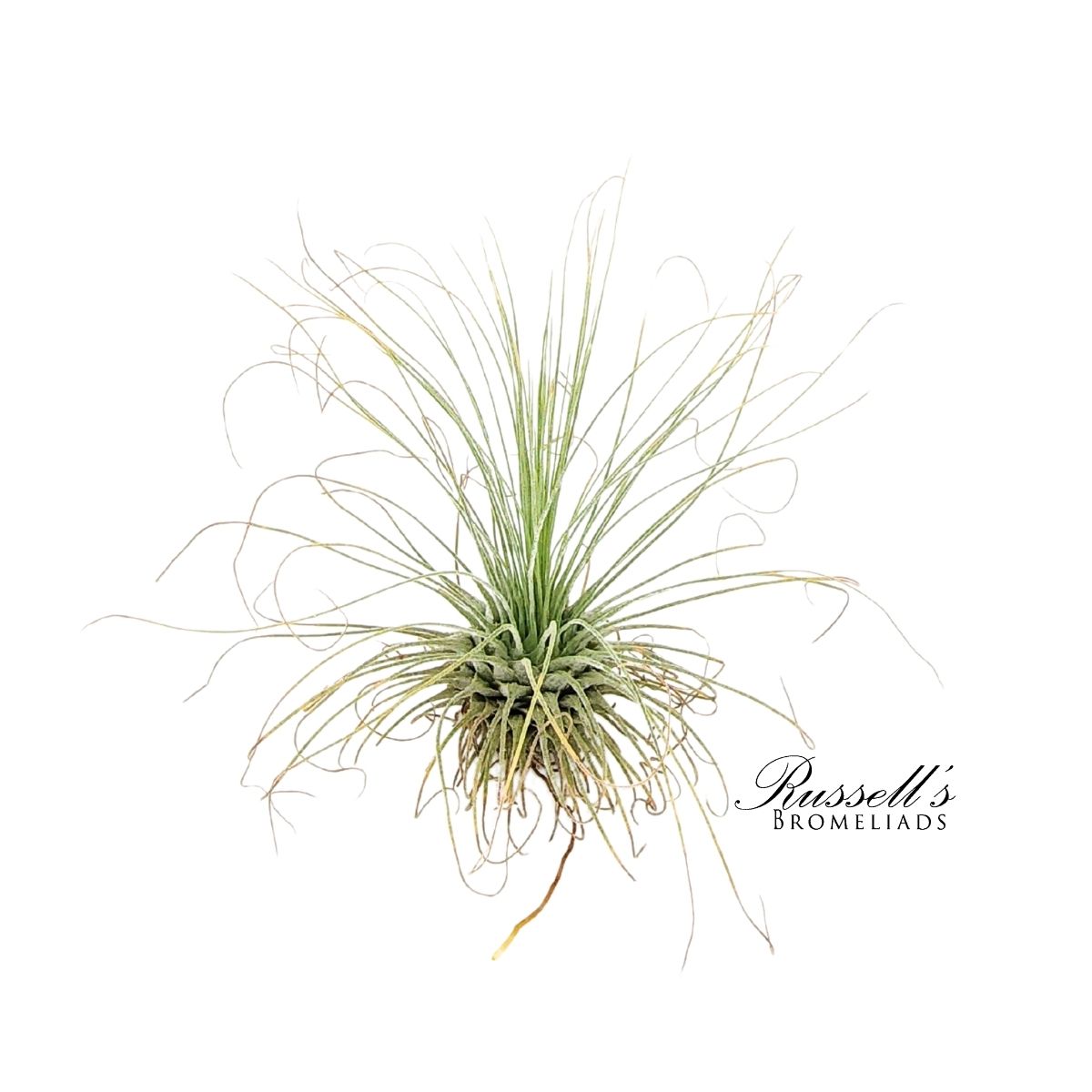 ARGENTEA THIN, 2-3"