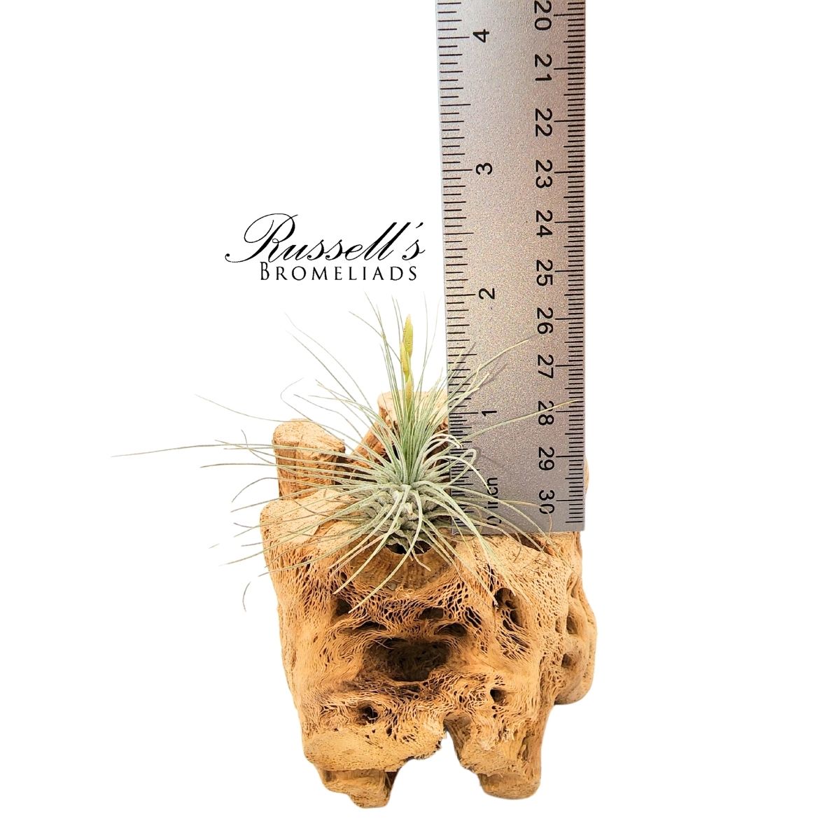 ARGENTEA THIN, 2-3"