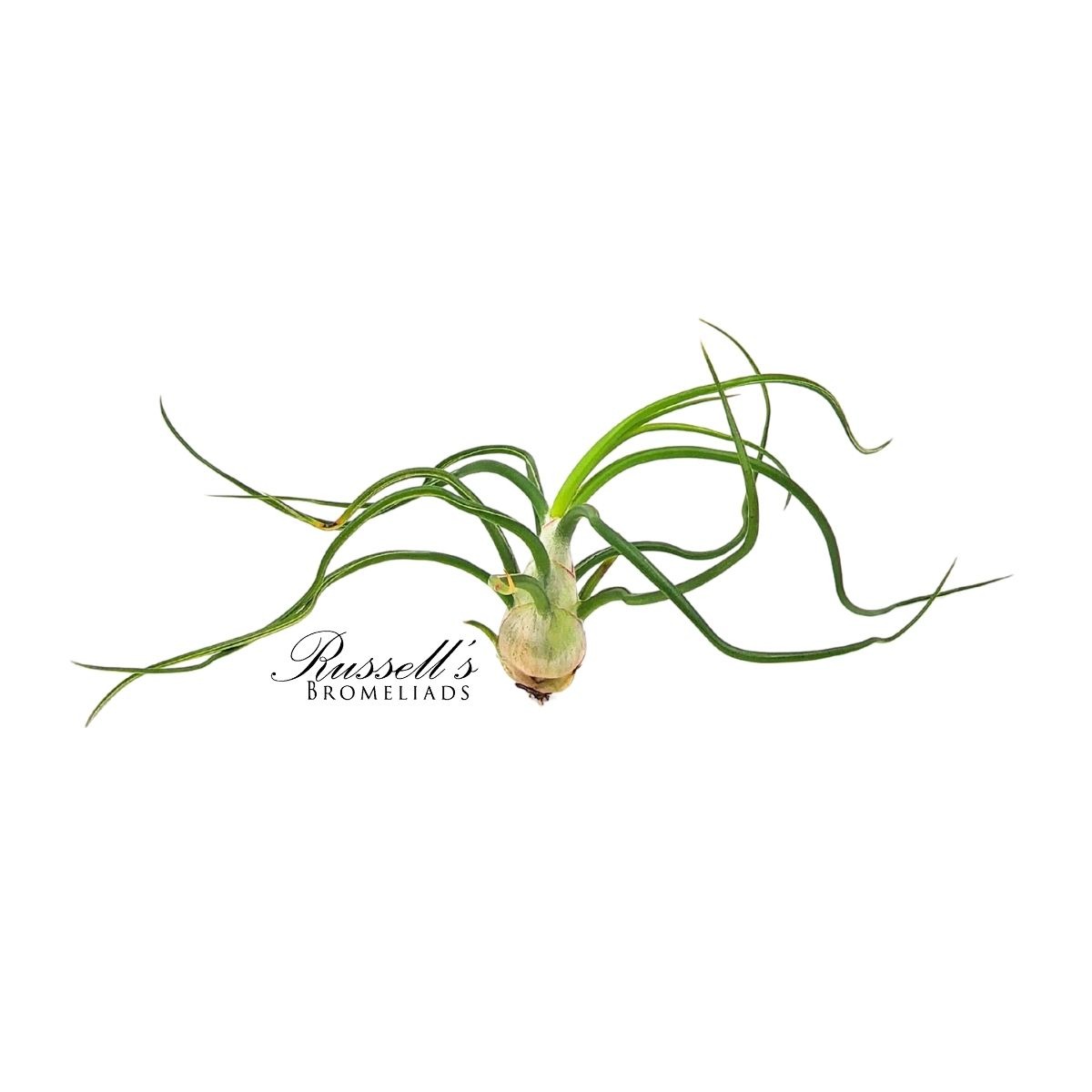 BULBOSA BELIZE, 4-6"