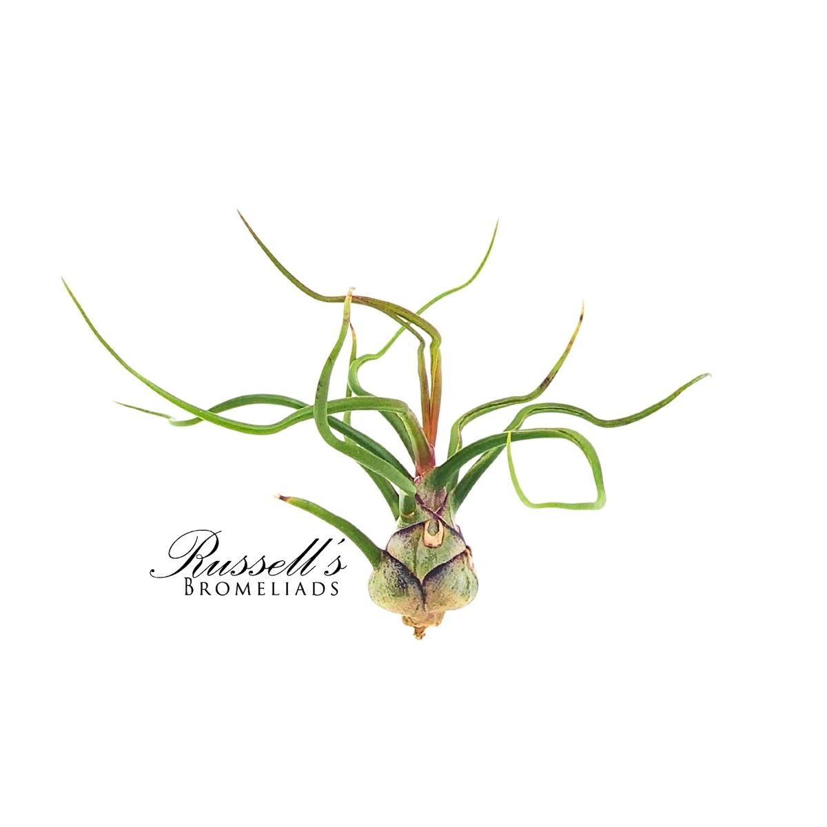 BULBOSA GUATEMALA, 2-3"
