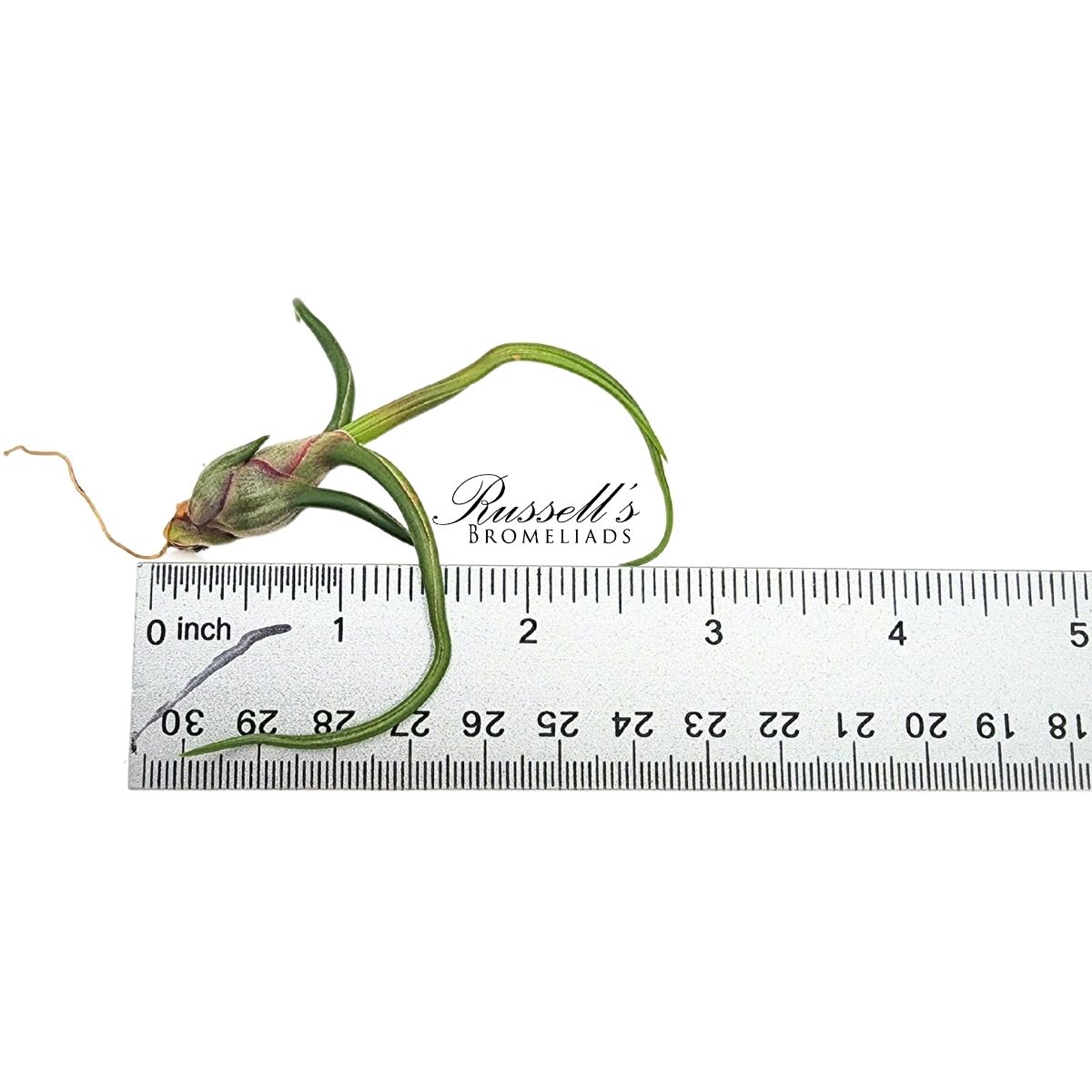 BULBOSA GUATEMALA, 2-3"