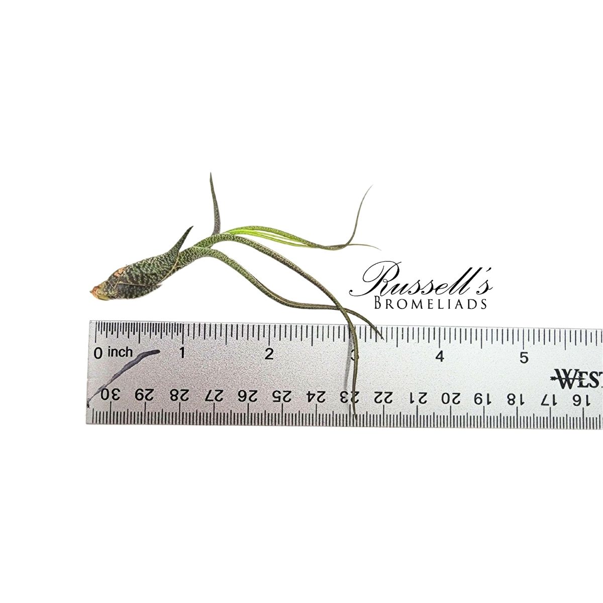 BUTZII, 2-4"