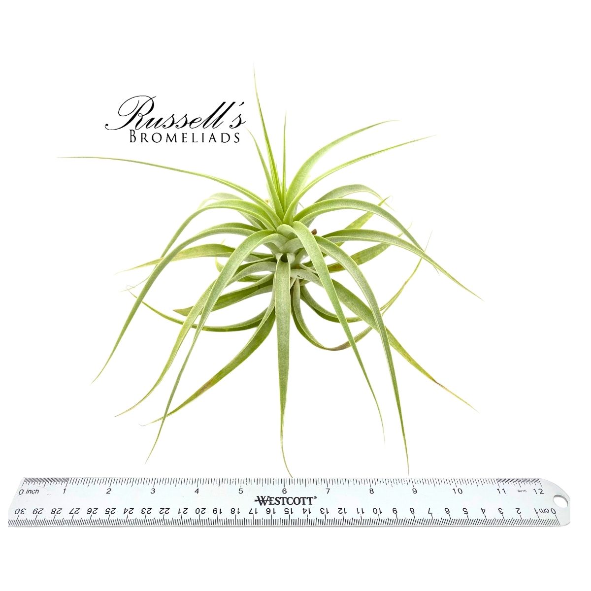 CACTICOLA SILVER, 7-10"
