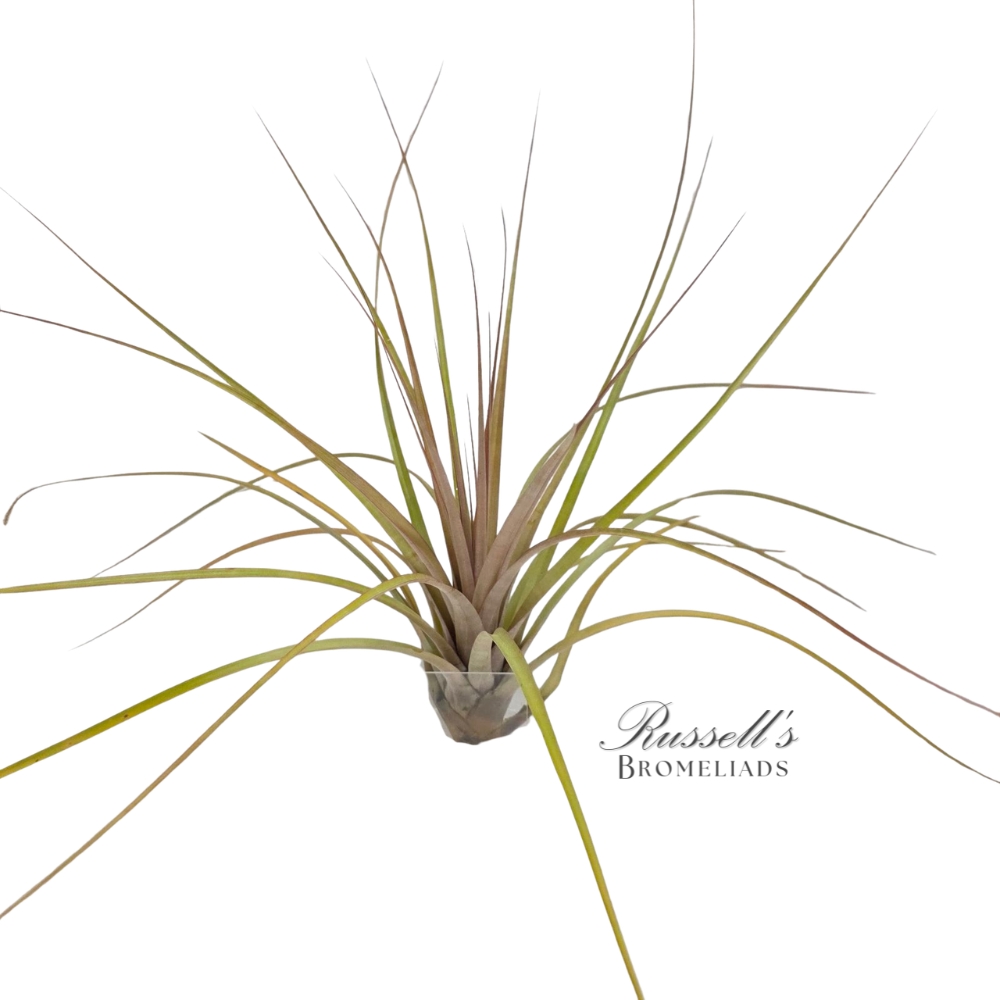 CAPITATA FASCICULATA, 10-14"