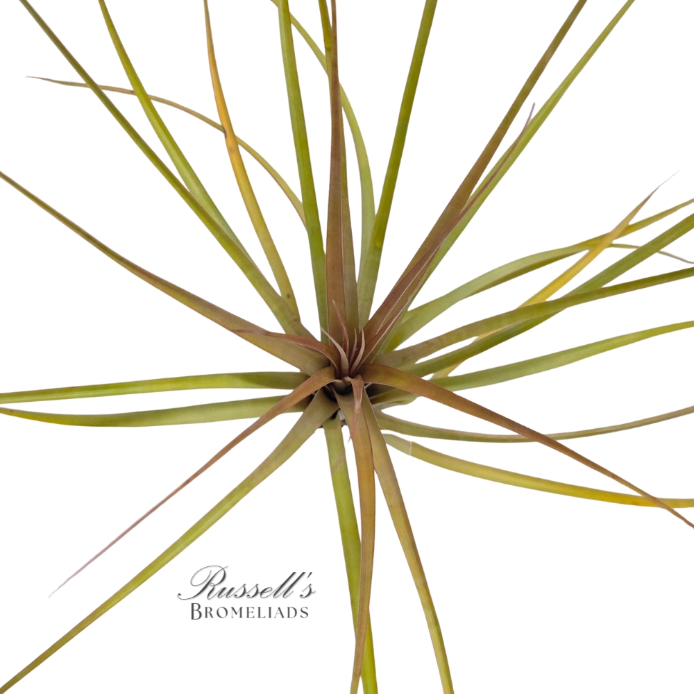 CAPITATA FASCICULATA, 10-14"