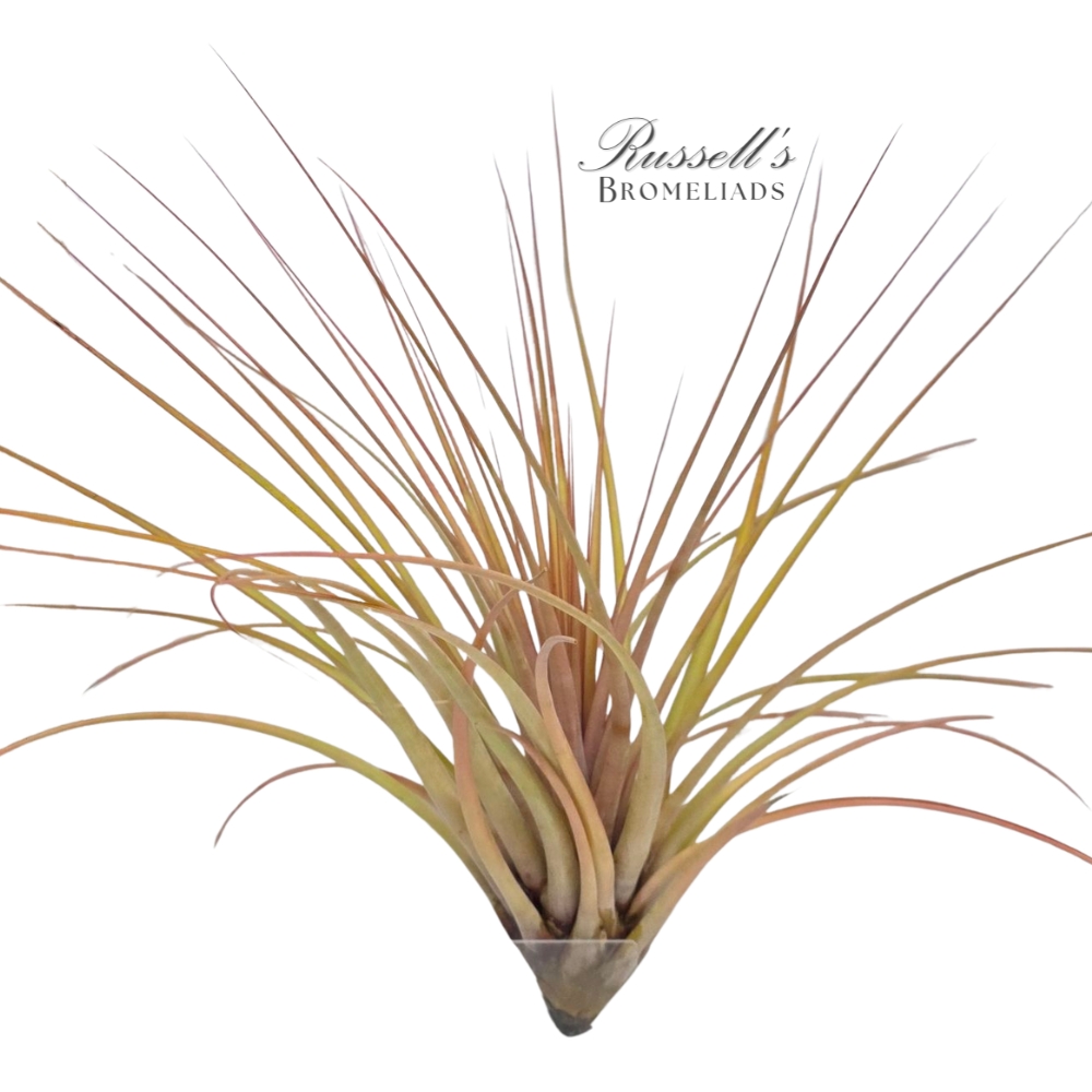CAPITATA FASCICULATA, 14"+