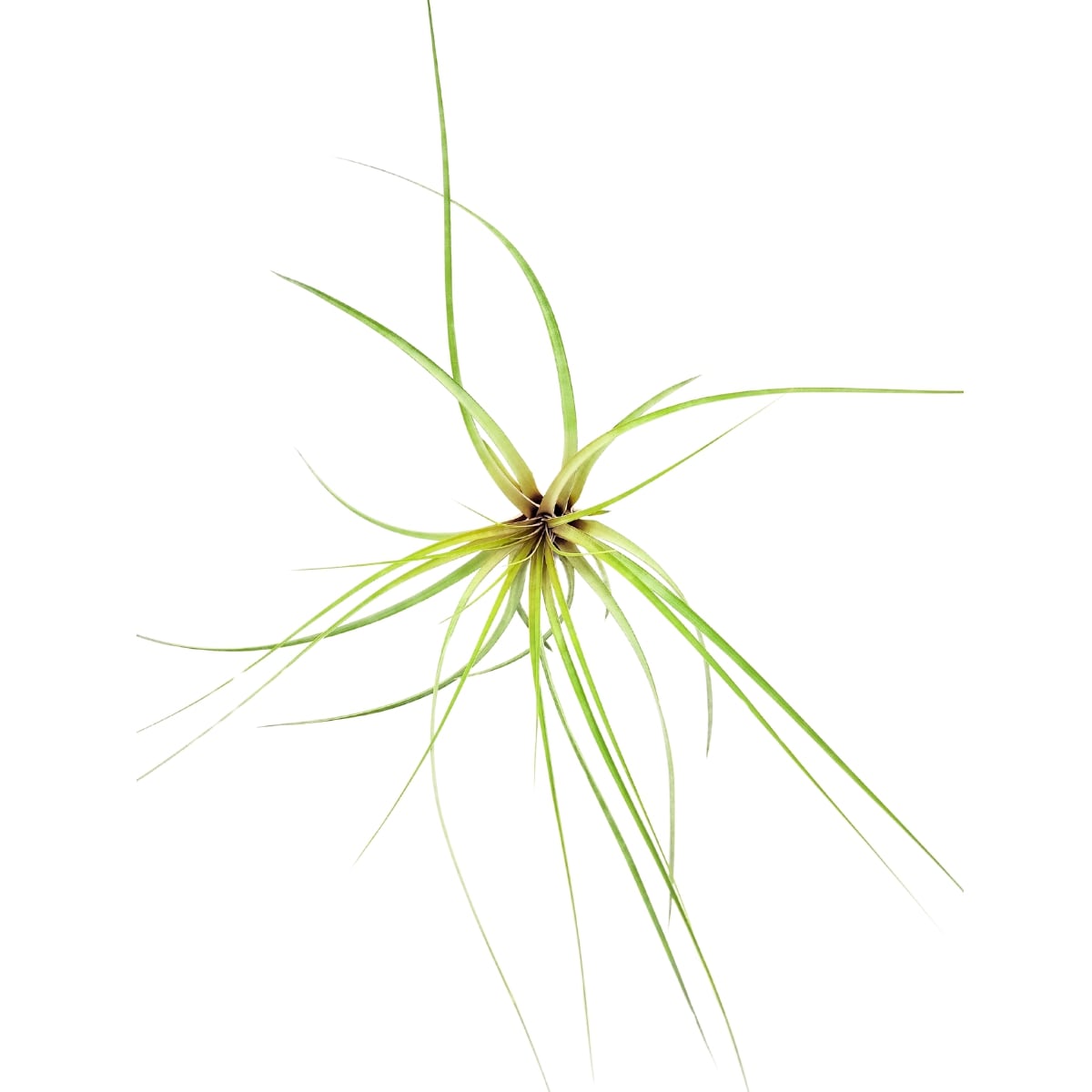CAPITATA FASCICULATA, 7-10"