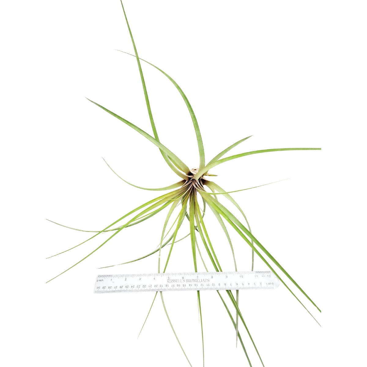 CAPITATA FASCICULATA, 7-10"