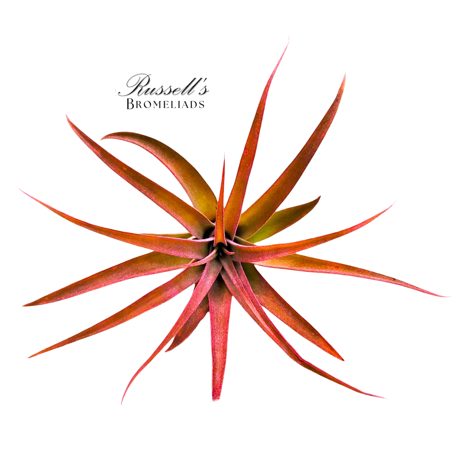CAPITATA FUCHSIA, 2-3"