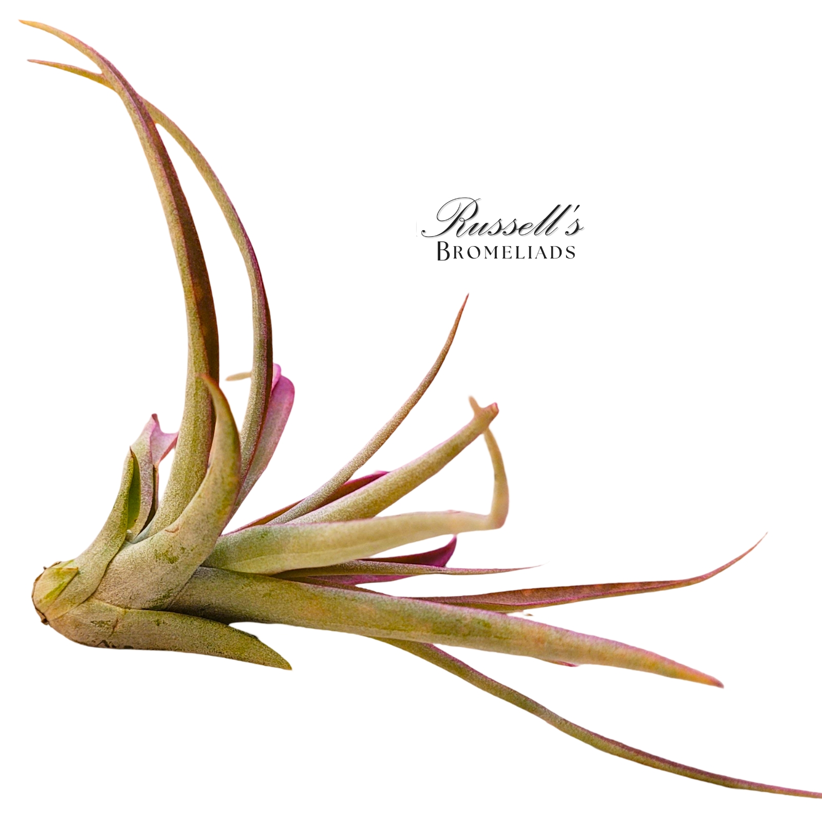 CAPITATA FUCHSIA, 3-5"