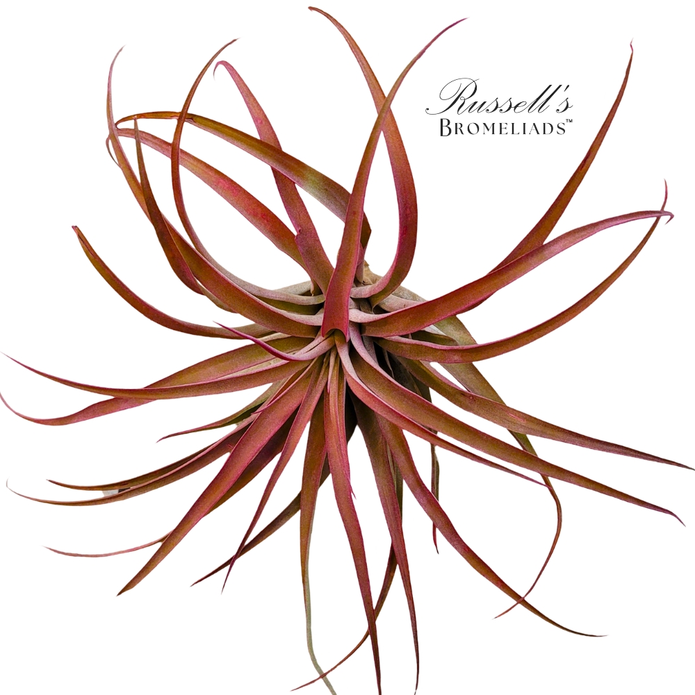 CAPITATA FUCHSIA, 5-7"