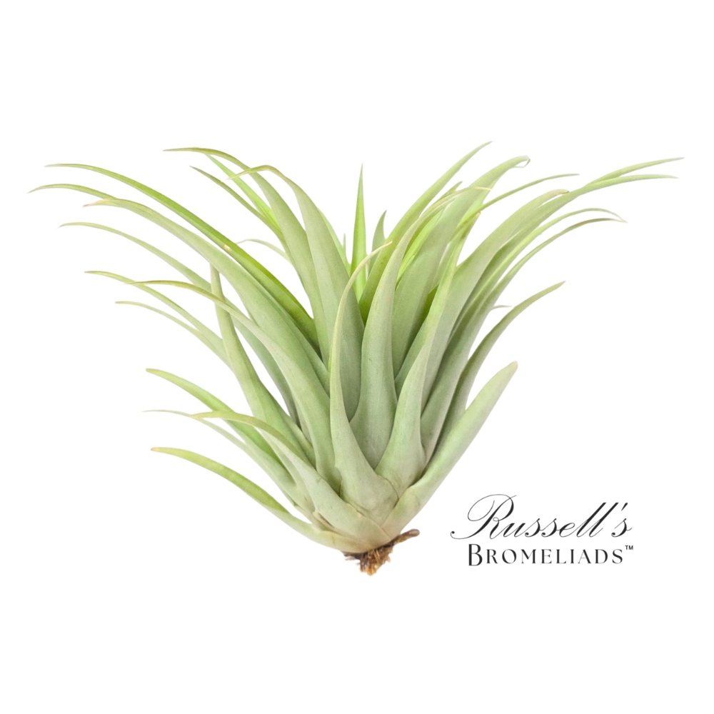 CAPITATA GREEN, 5-6"