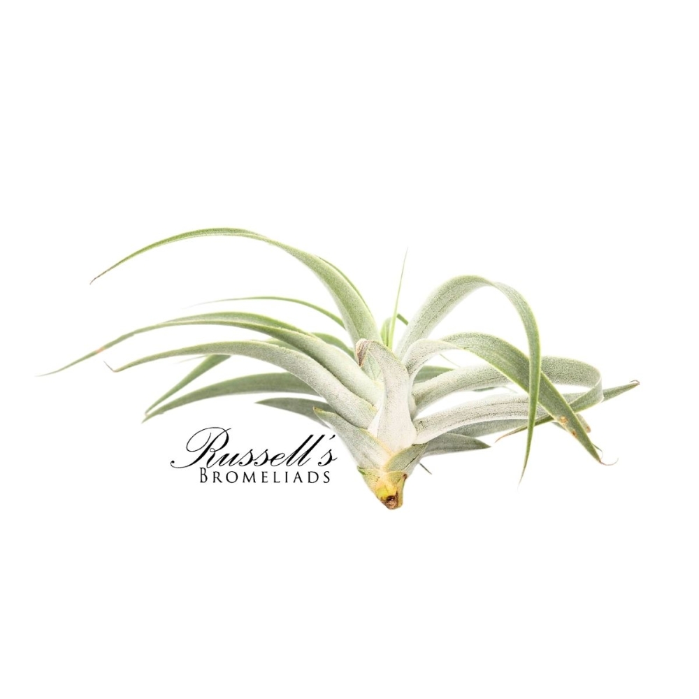 CAPITATA GREEN, 5-6"