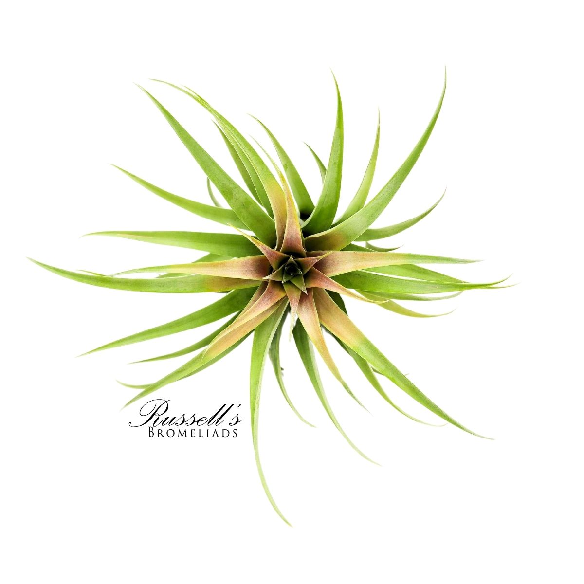 CAPITATA GREEN, 6-9"
