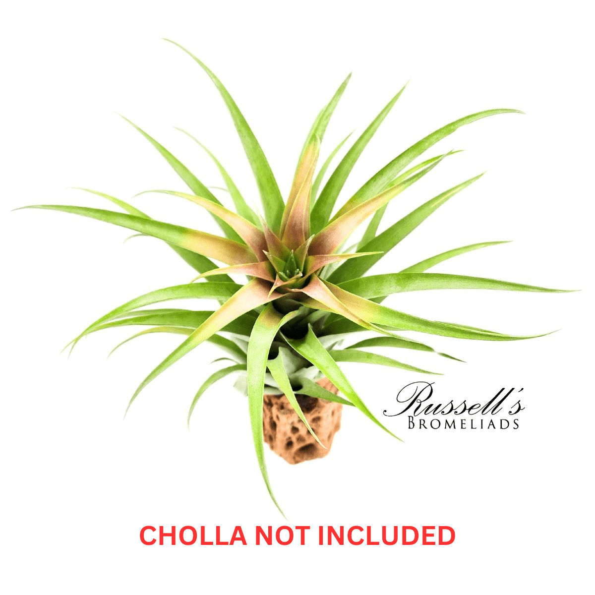 CAPITATA GREEN, 6-9"