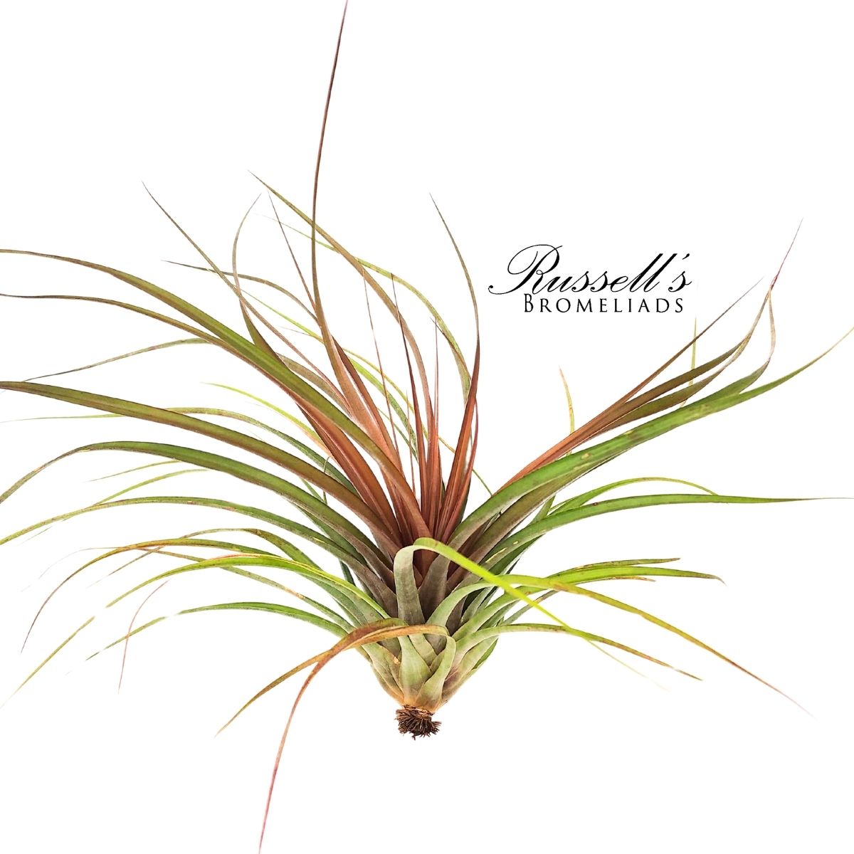 CAPITATA MAROON, 12-16"
