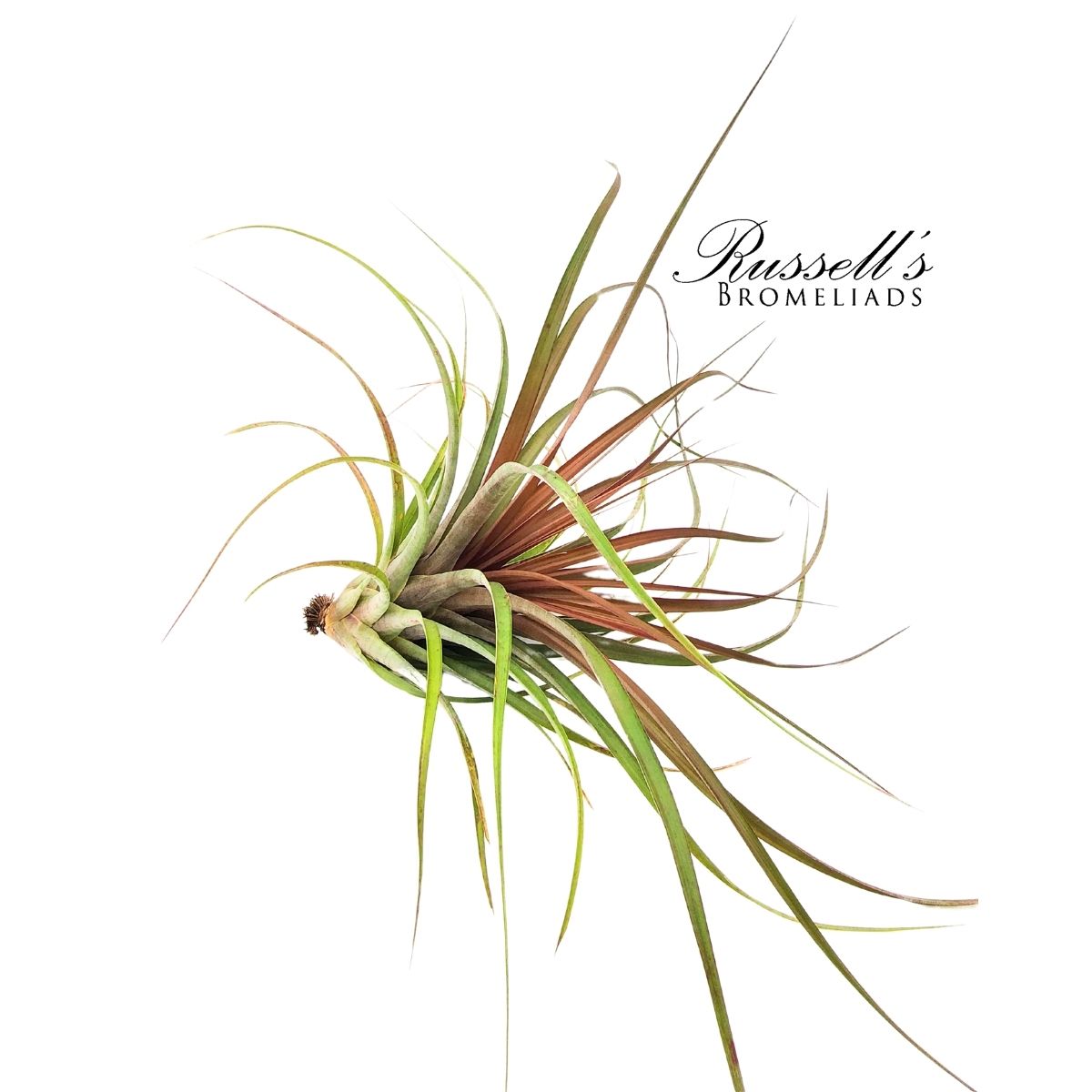 CAPITATA MAROON, 12-16"