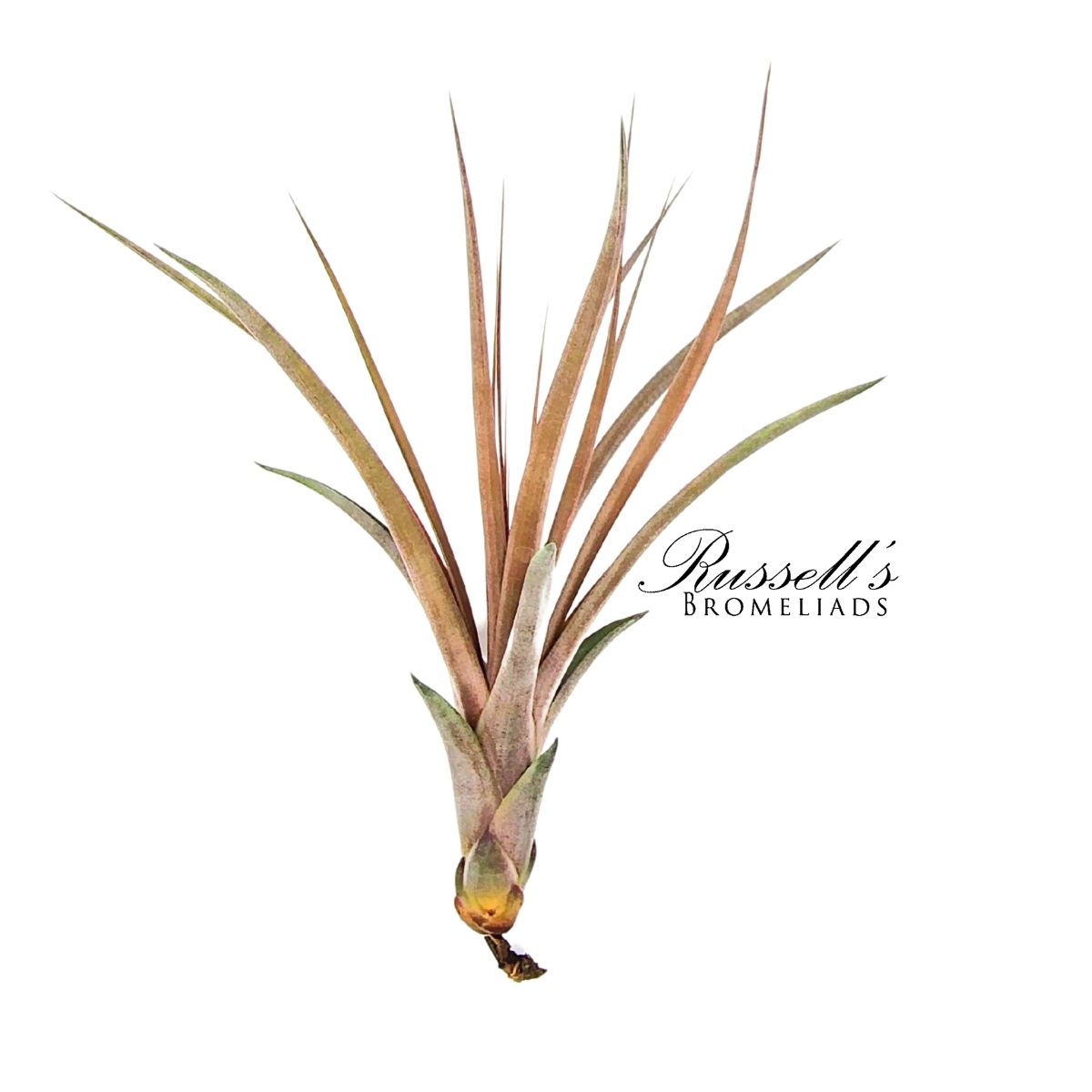 CAPITATA MAROON, 7-10"