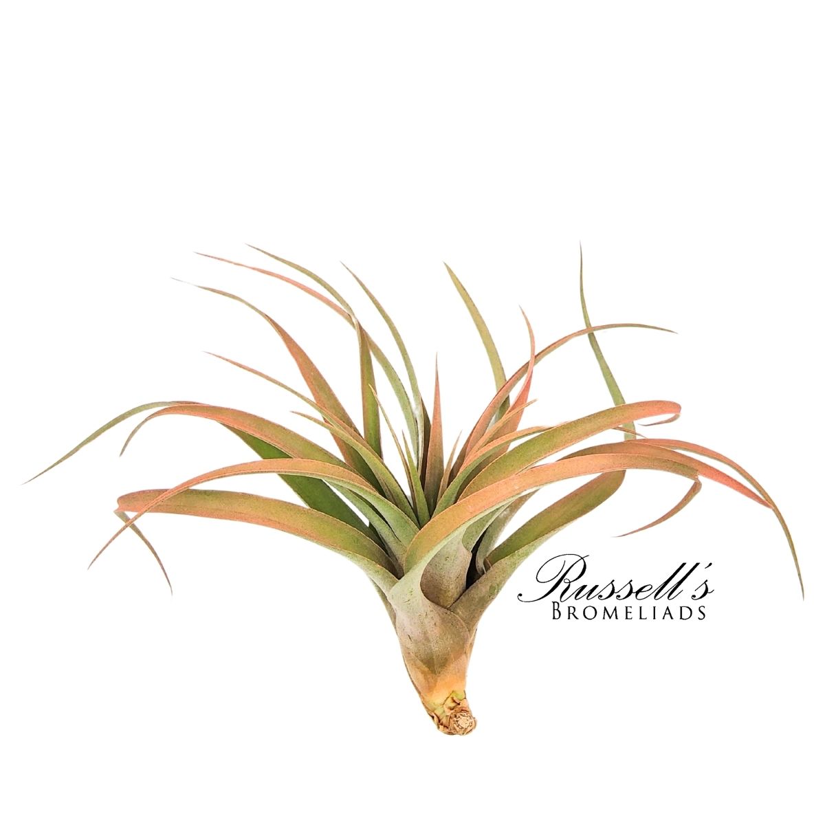 CAPITATA PEACH, 5-7"