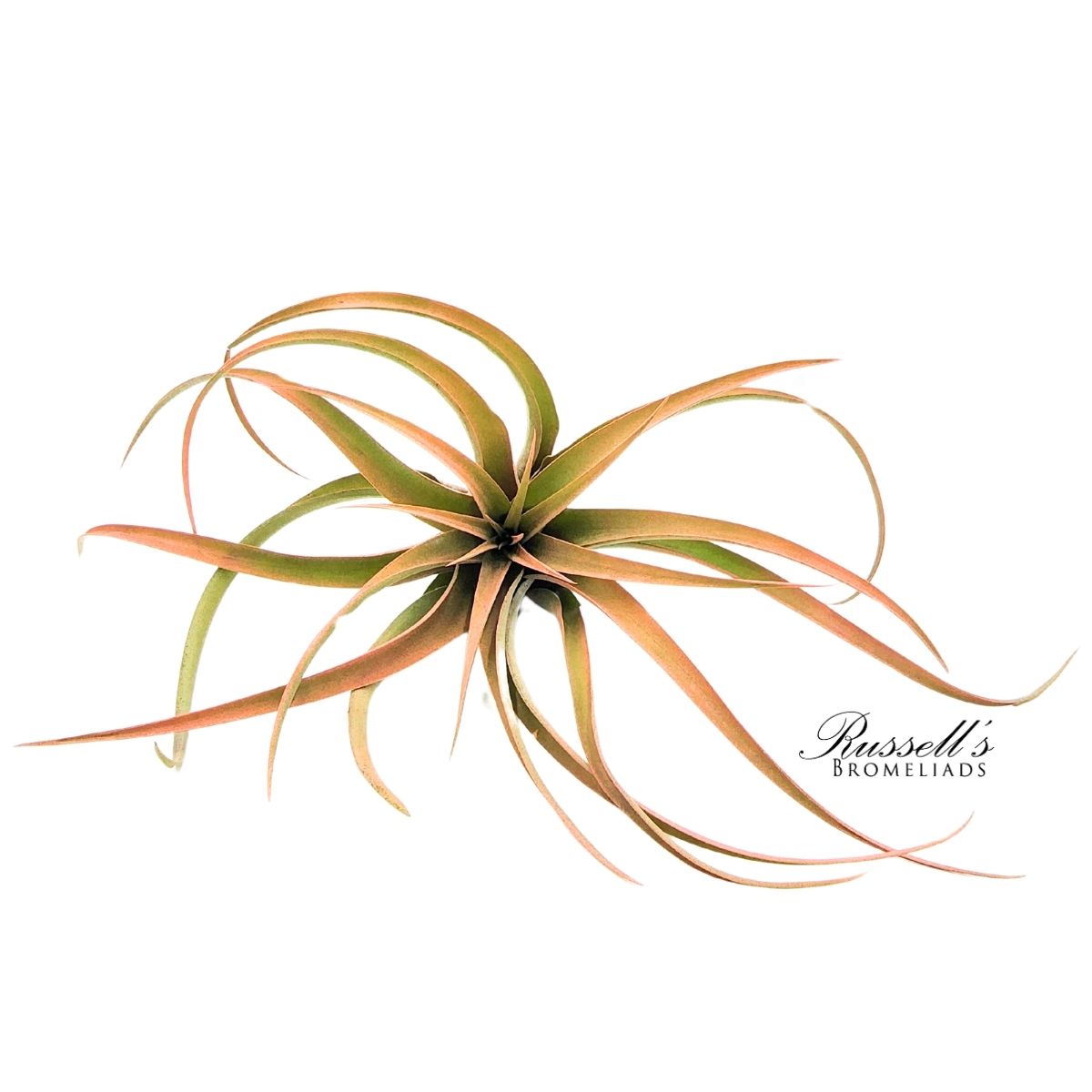 CAPITATA PEACH, 5-7" photo 3