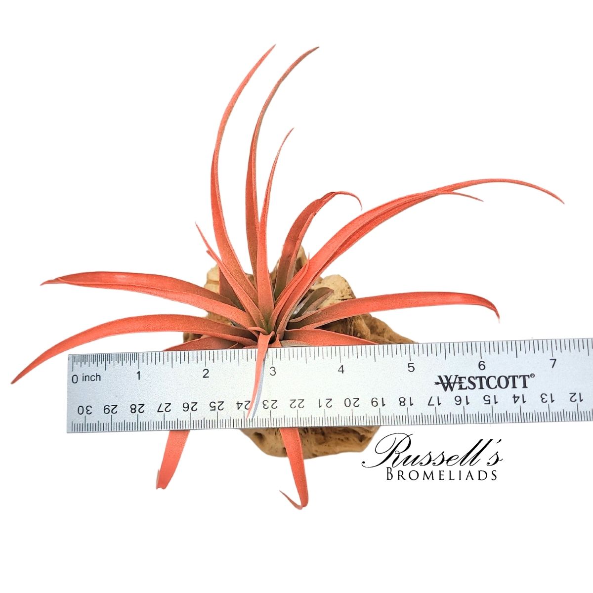 CAPITATA PEACH, 5-7" photo 4