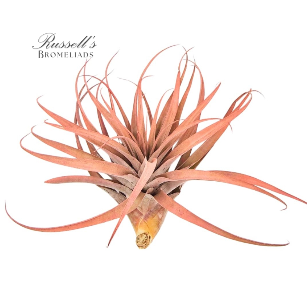 CAPITATA PEACH, 7-10" photo 2