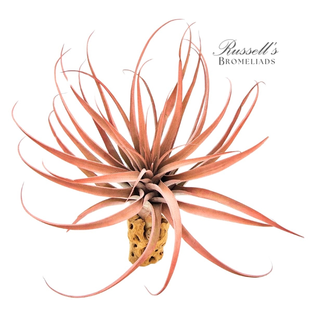 CAPITATA PEACH, 7-10" photo 3