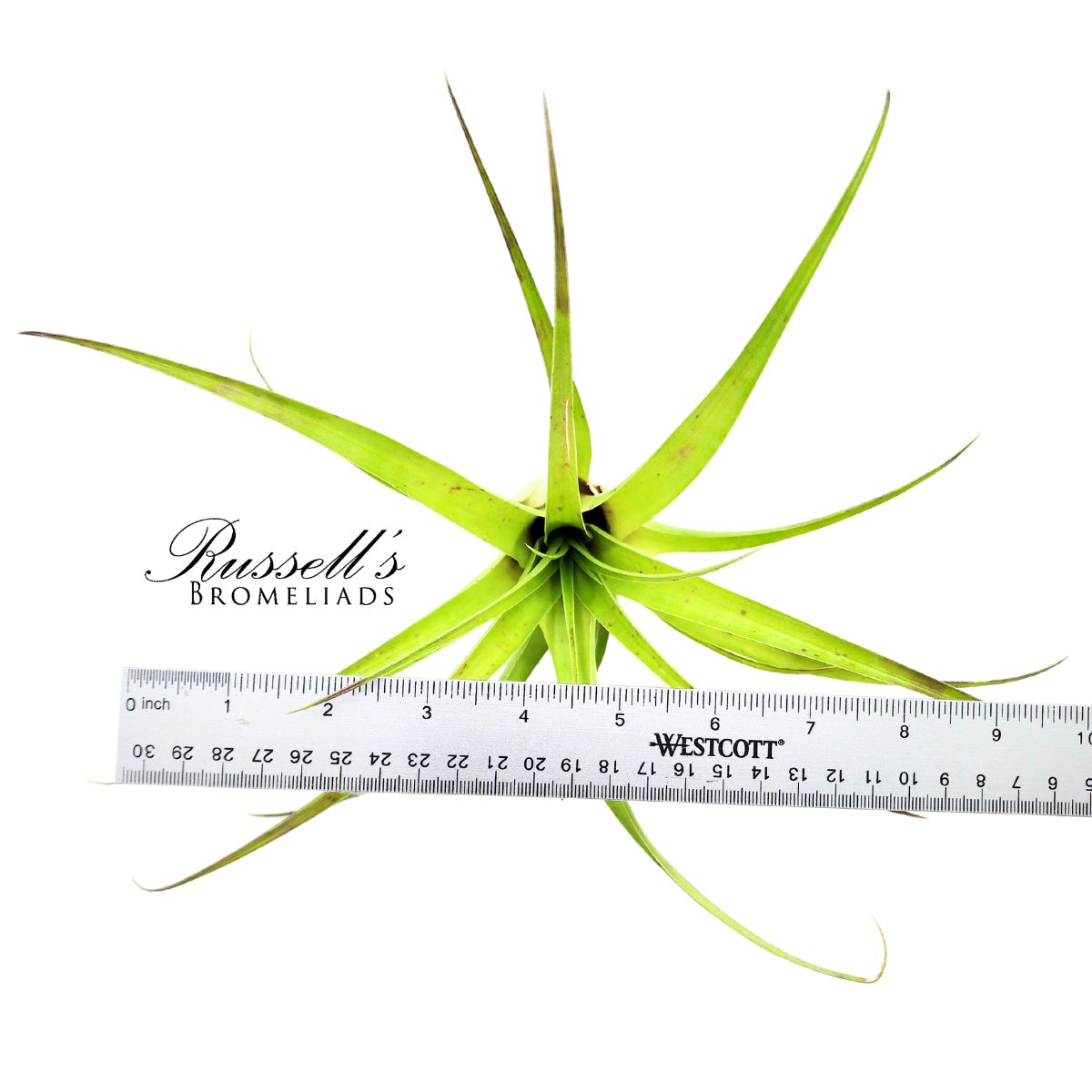 ELONGATA, 6-8" photo 2