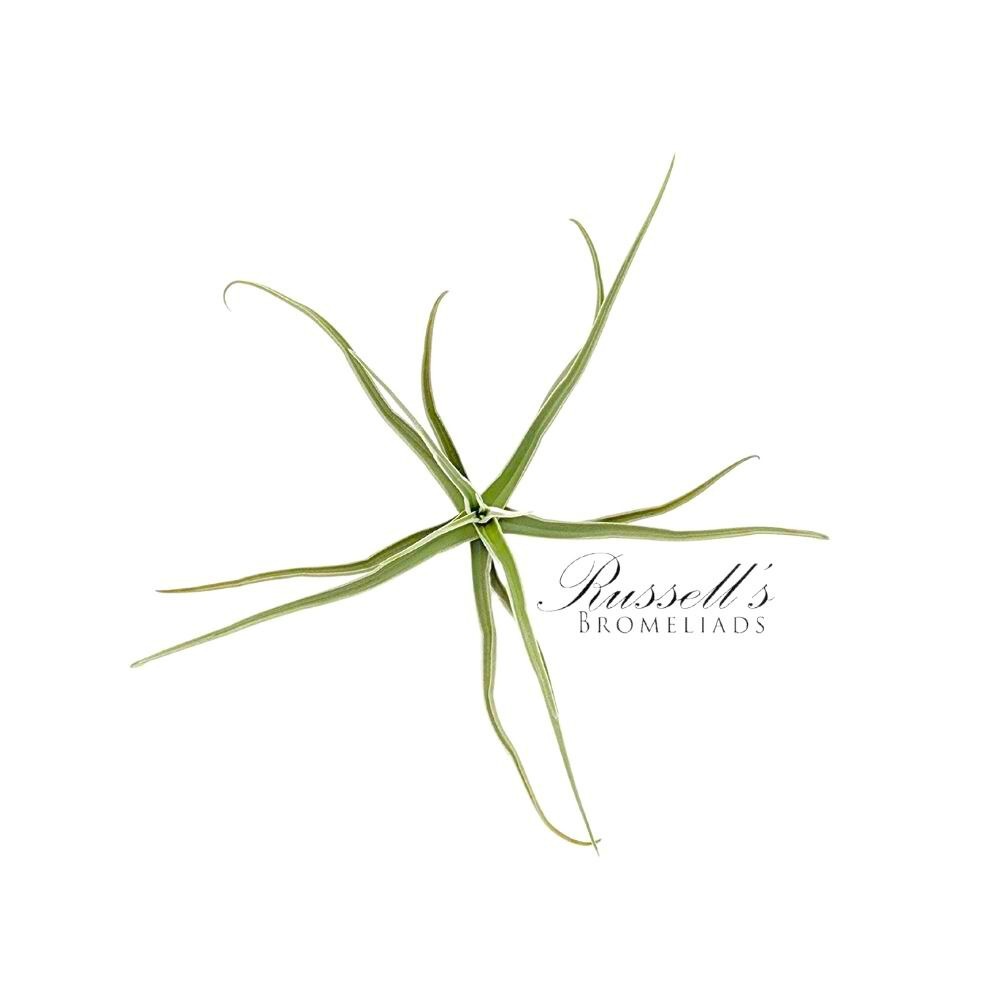 STREPTOCARPA, 6-8"